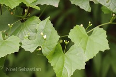 Zehneria maysorensis var. umbellata